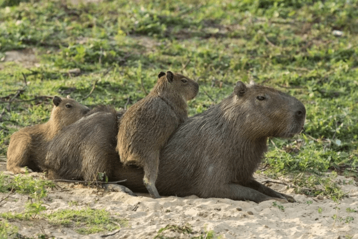 Polémica en Nordelta por la extracción de carpinchos tras un operativo&nbsp;oficial