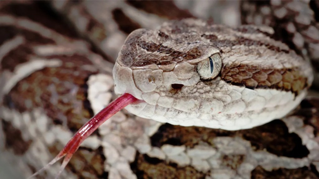 Recomendaciones básicas frente a las mordeduras de serpientes en Entre&nbsp;Ríos