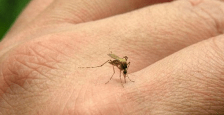 Chikungunya: advierten por el incremento de casos y ya suman 433 en total