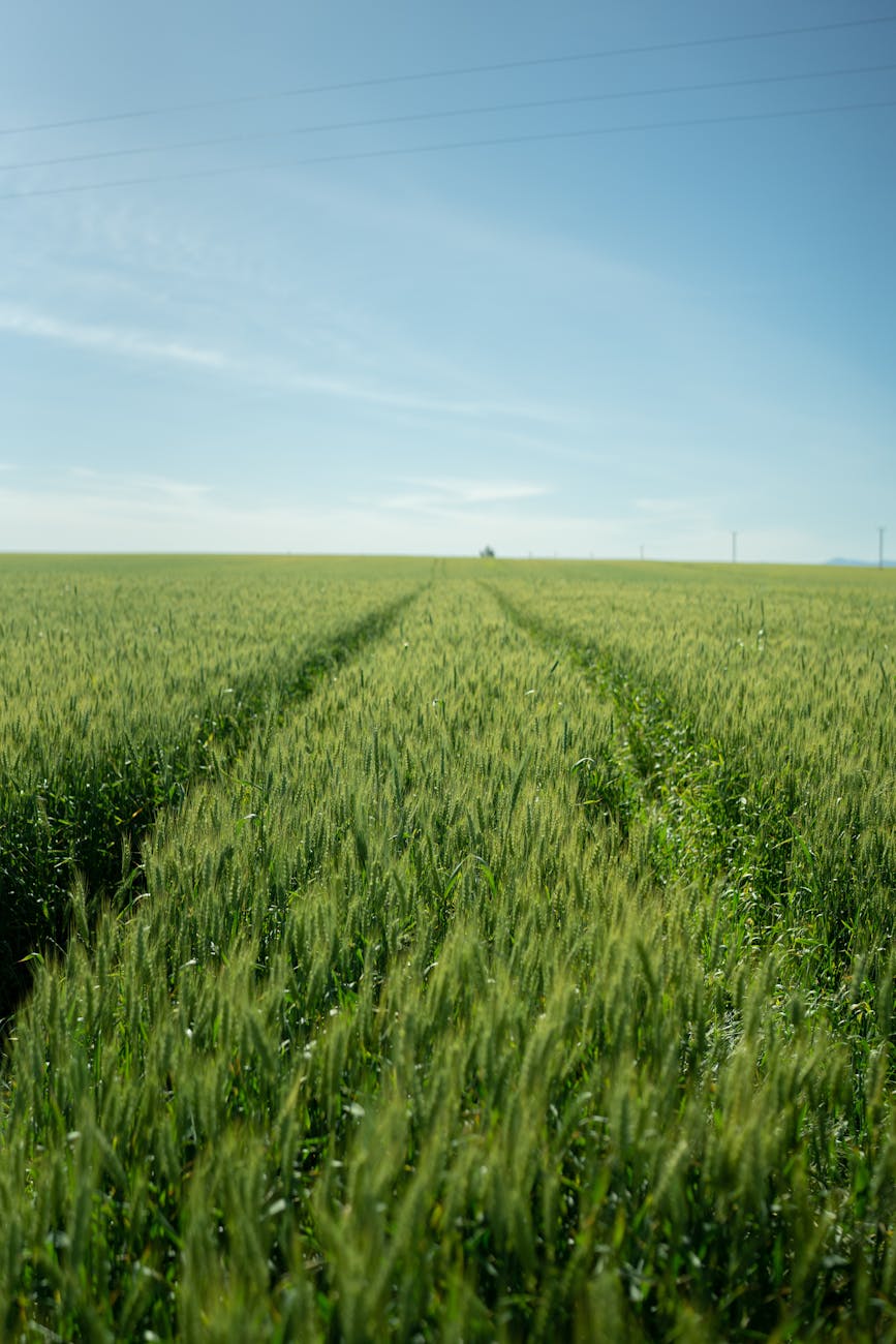 Sudoeste bonaerense: baja de 7% en siembra de trigo para&nbsp;2026/27