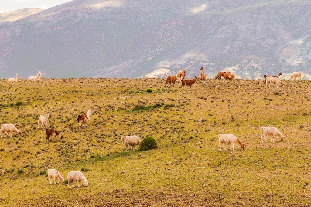 Ganaderia argentina en mayo: menor cantidad, mejor rendimiento por&nbsp;animal