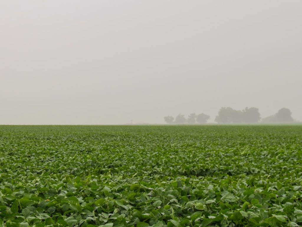 Llega a Argentina «Authence», el herbicida de Syngenta contra&nbsp;resistencia