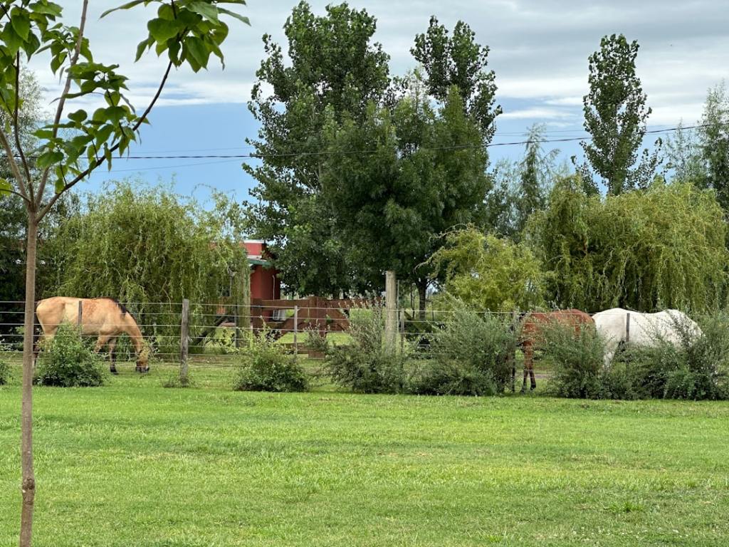 Argentina logra el mayor crecimiento porcícola en cinco años: cifras récord