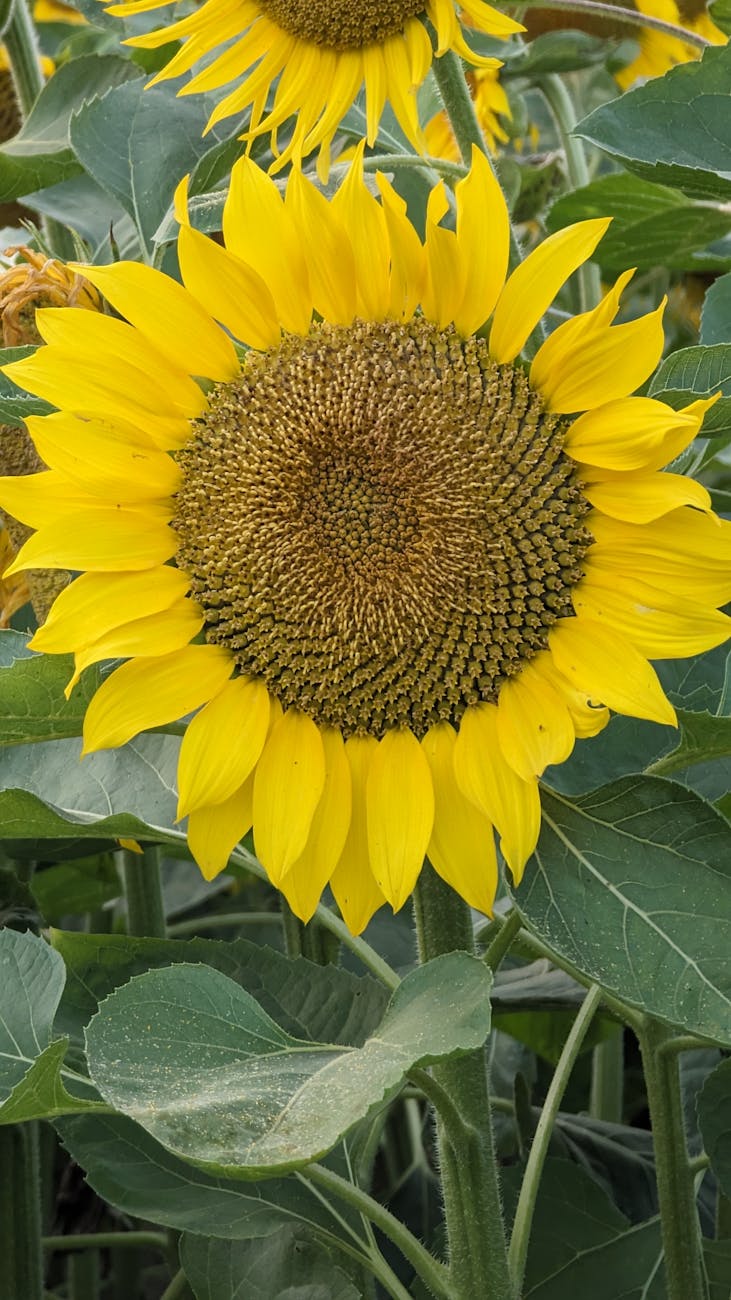 Zeta Semillas: mejoramiento genetico para expandir presencia en&nbsp;girasol