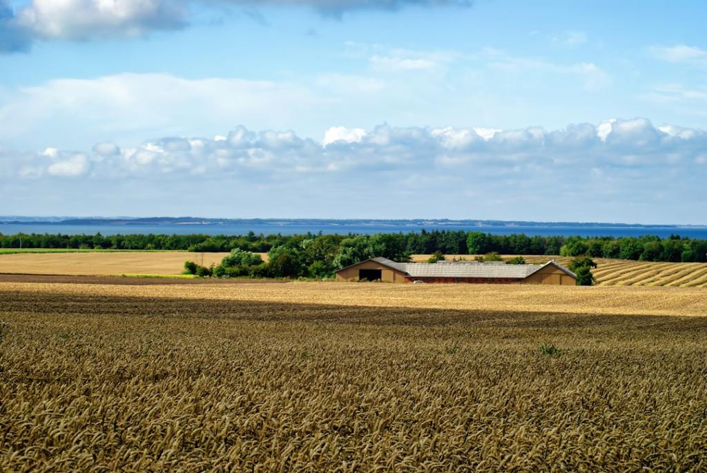 Fertilizantes mas baratos: turno para maiz y&nbsp;trigo