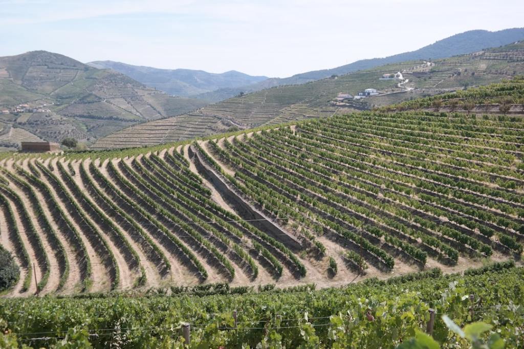 Mercado de Bodegas celebra una década con vinos de autor y propuestas artesanales