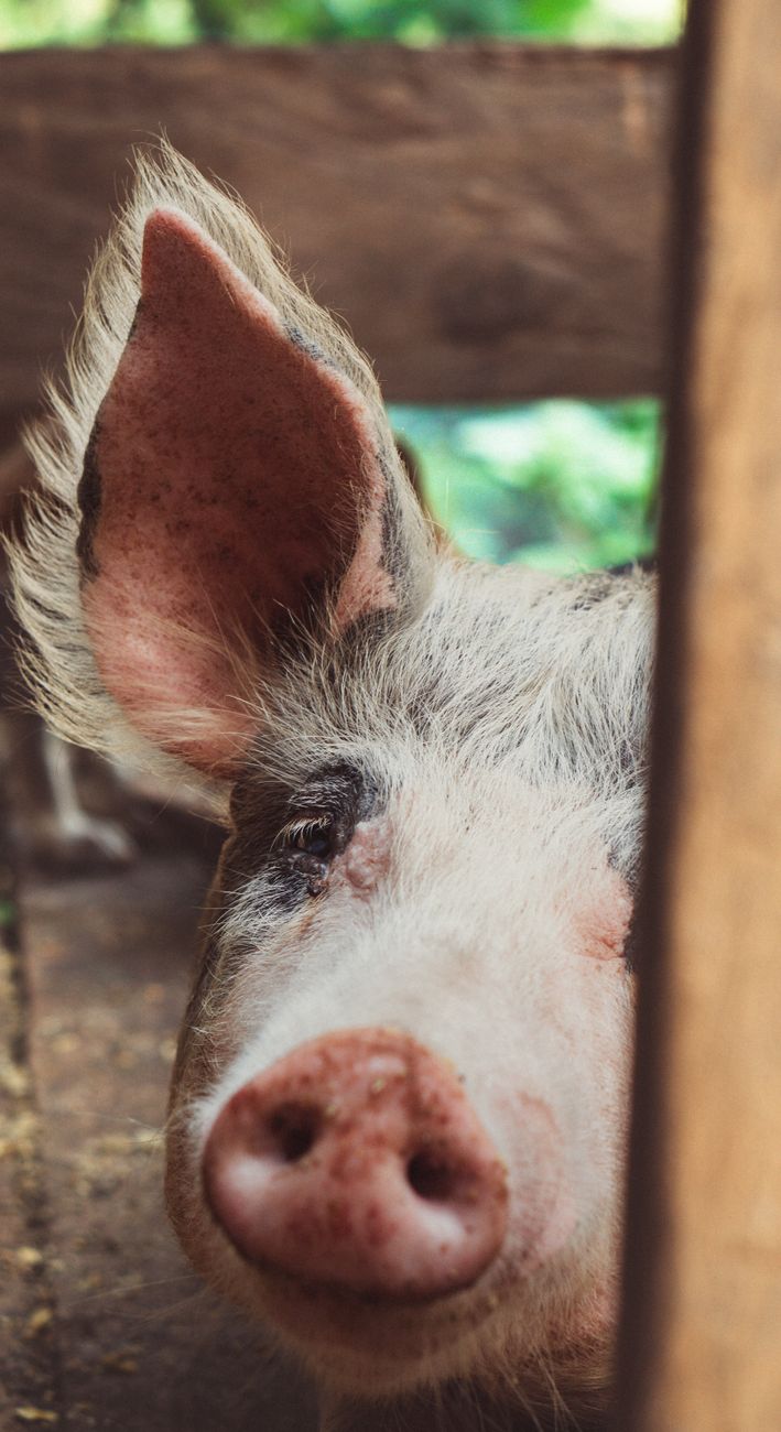 Cerdo por vacuno: cómo los precios revolucionan la canasta de carne&nbsp;argentina